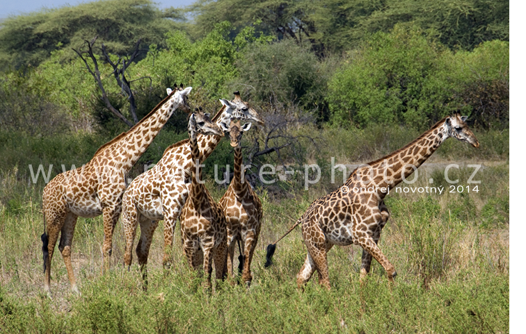 Skupina žiraf masajských v Ruaze. Pytláctví, kácení stromů a invaze domácího skotu jsou pro divokou zvěř neřešitelnou pohromou.