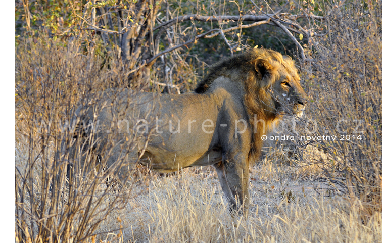 Ráno v Ruaze. Dospělý lev na kontrolní procházce teritoriem.