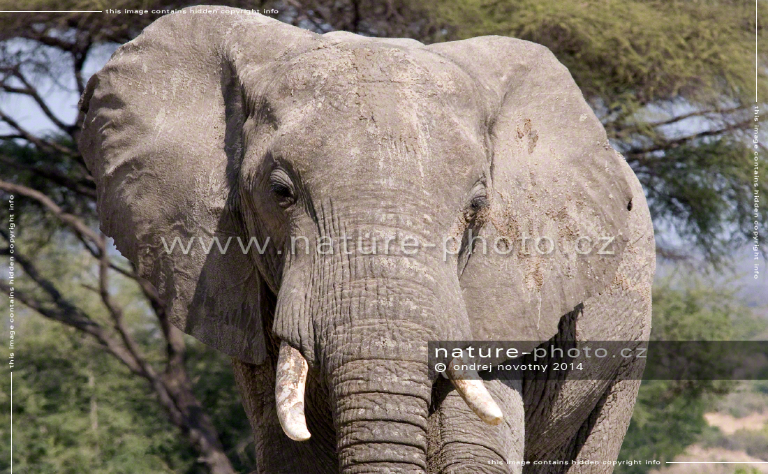 Slon přicházející od řeky Ruaha - Afrika fototisky