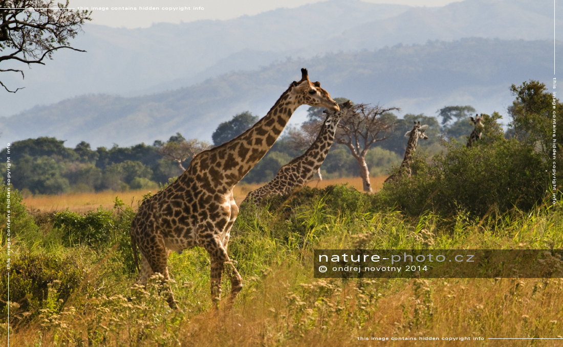 Skupina žiraf masajských, Mikumi - Afrika fototisky