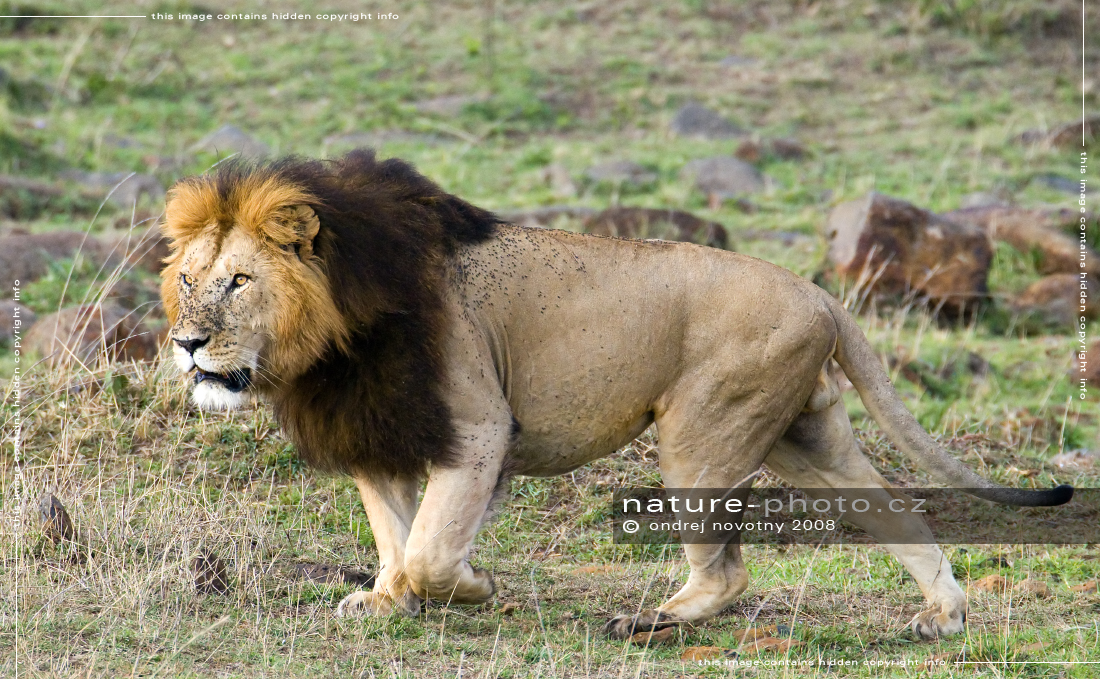 Lev s černou hřívou - Afrika fototisky