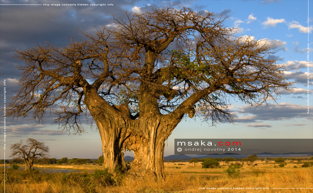 Starý baobab nad řekou Ruaha - Afrika fototisky