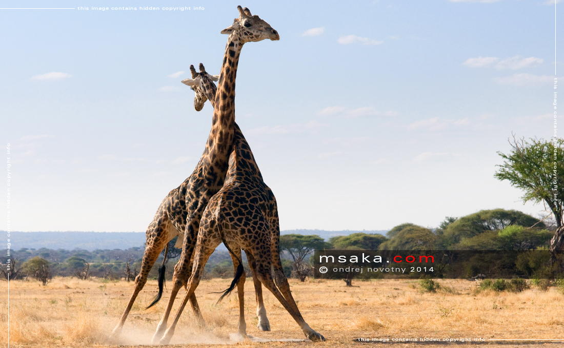 Souboj žiraf, Ruaha - Afrika fototisky