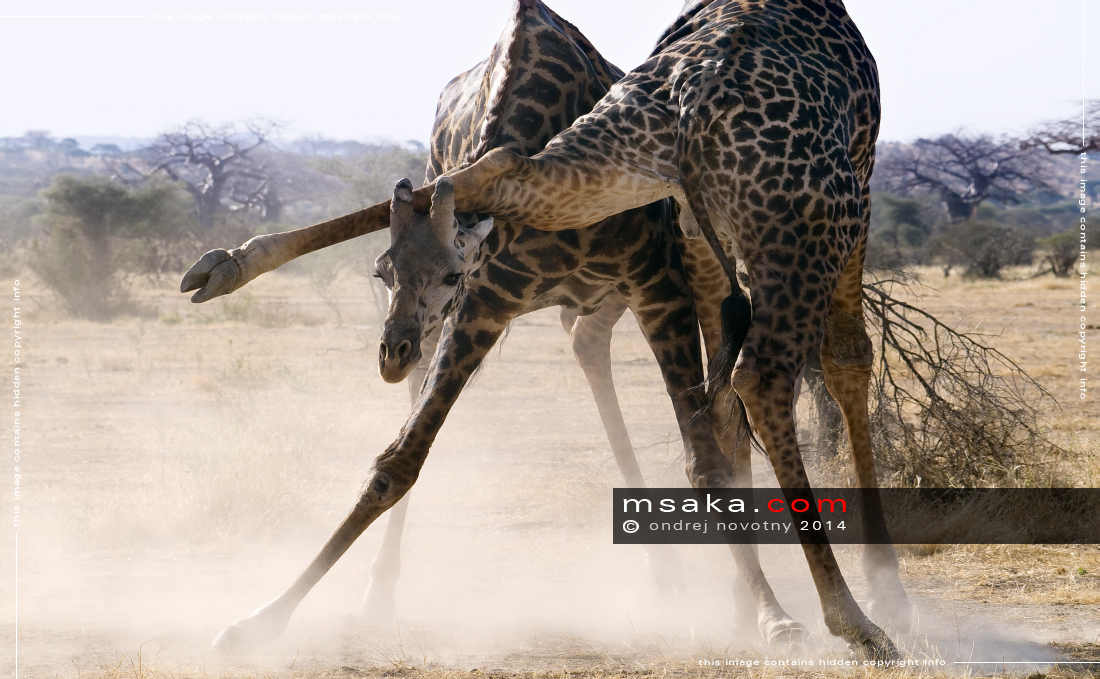 Bojující žirafy, Ruaha - Afrika fototisky