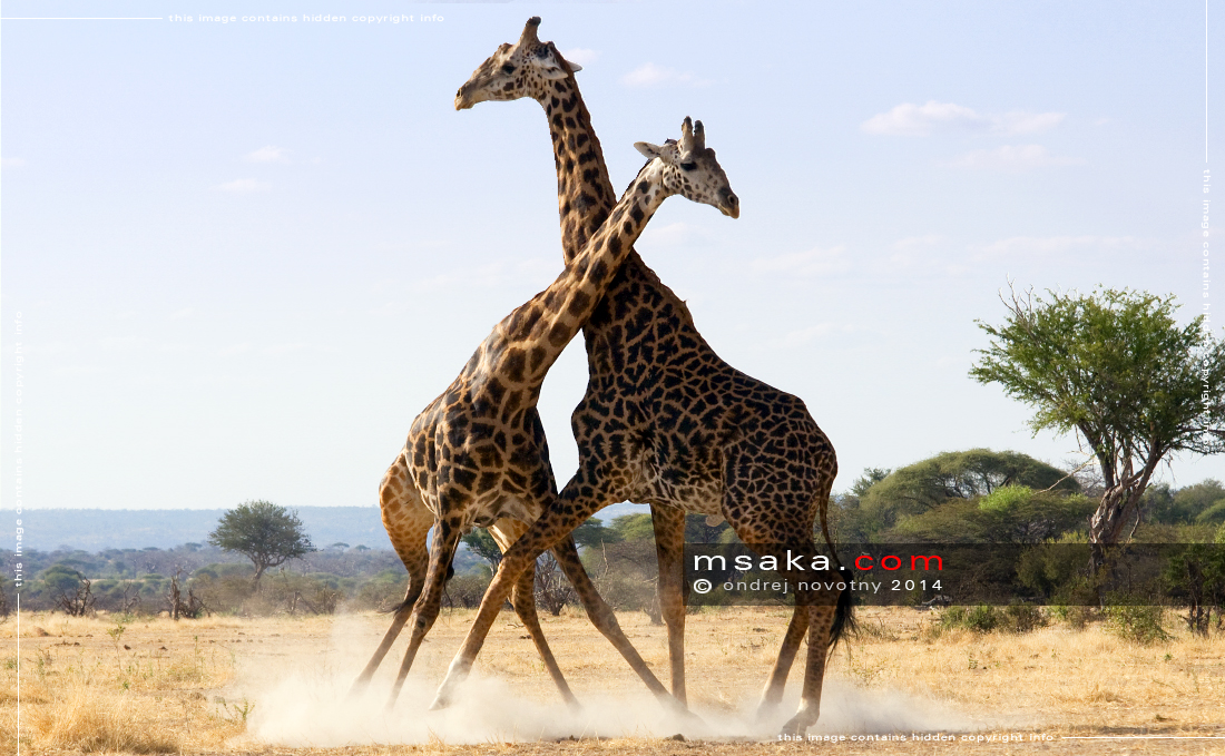 Žirafy ještě bojují, Ruaha - Afrika fototisky