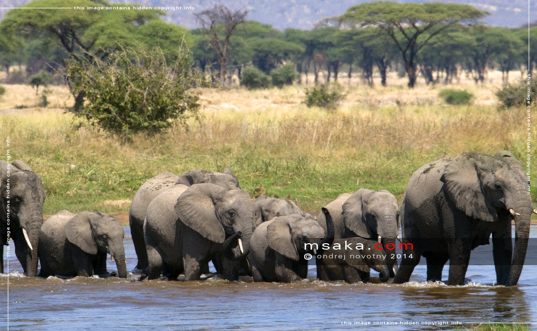 Sloni brodící řeku Ruaha - Afrika fototisky
