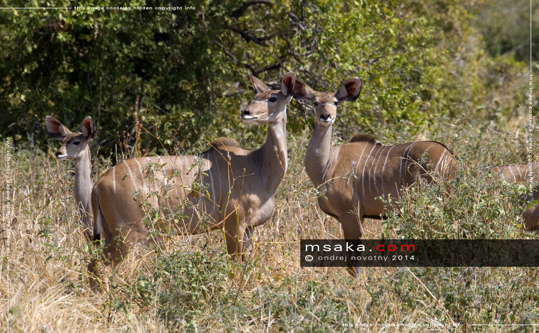 Samice kudu s mláďaty - Afrika fototisky