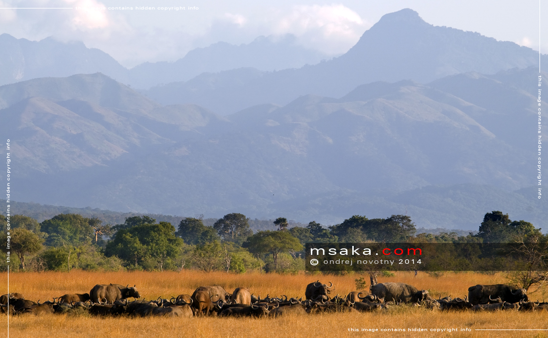 Odpočívající stádo buvolů - Afrika fototisky
