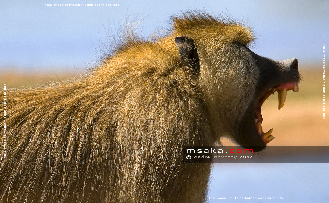 detail tesáků paviána babuin - Afrika fototisky