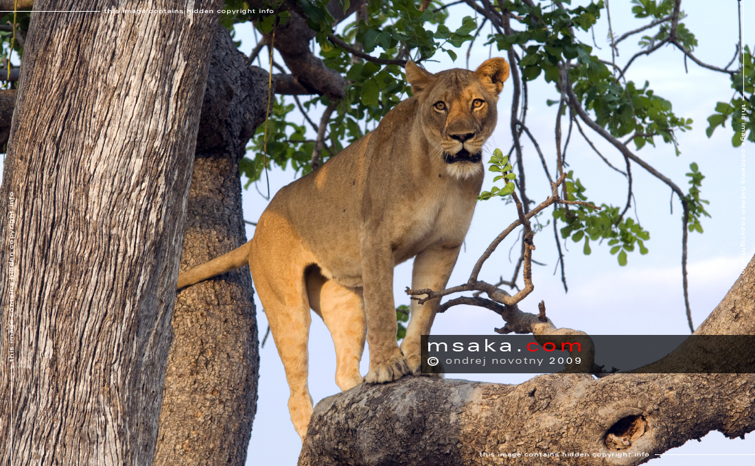 lvice panthera leo jižní Luangwa na stromě - Afrika fototisky
