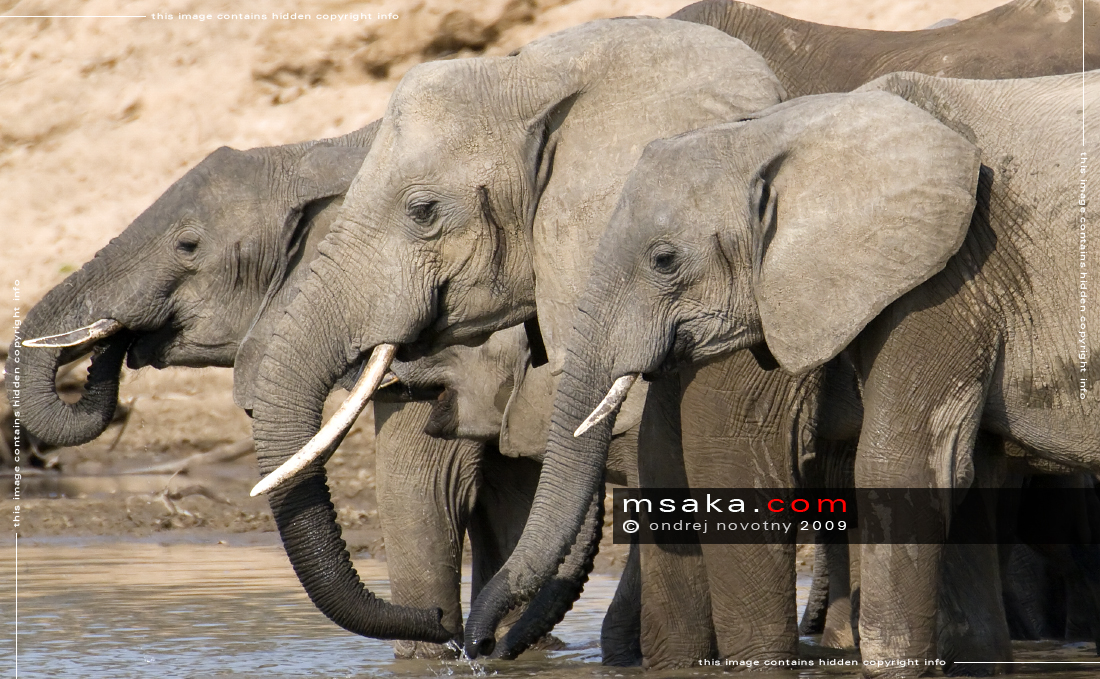 slon africký (loxodonta africana) - Afrika fototisky