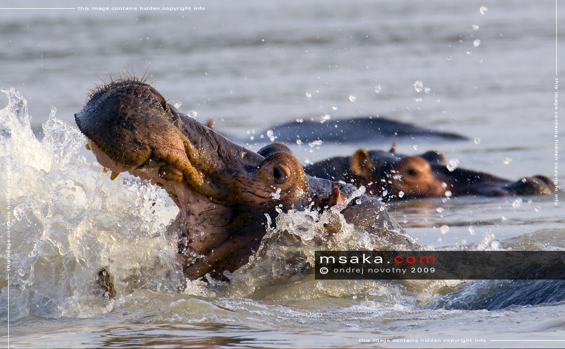 Hroši v řece Luangwa - Afrika fototisky