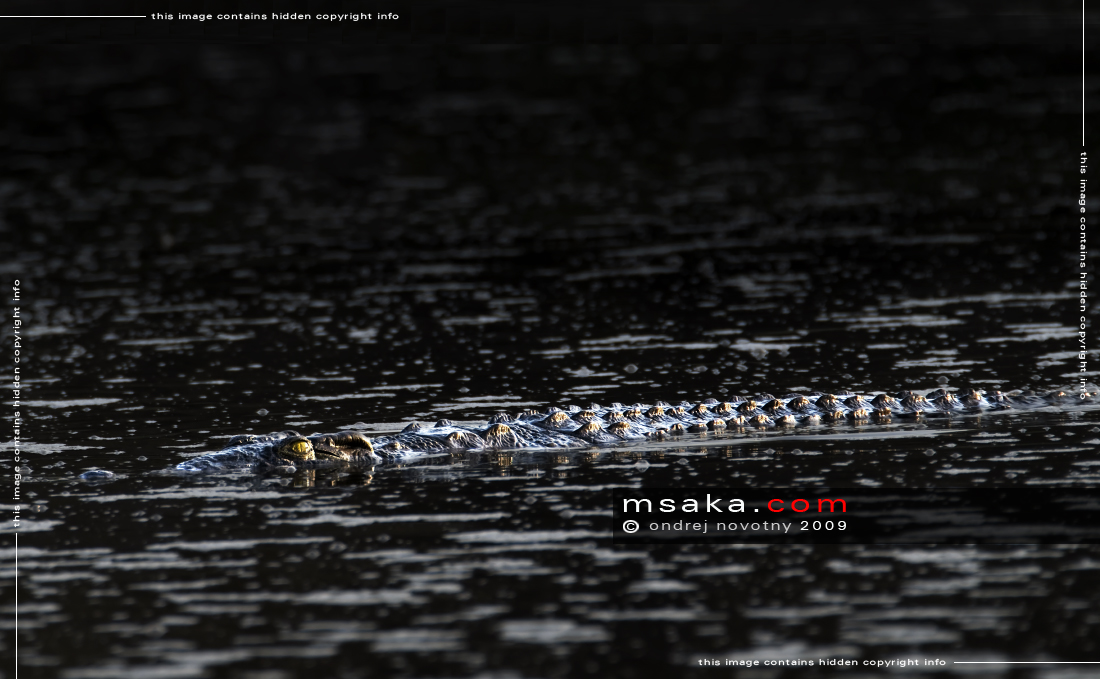 Krokodýl v laguně - Afrika fototisky