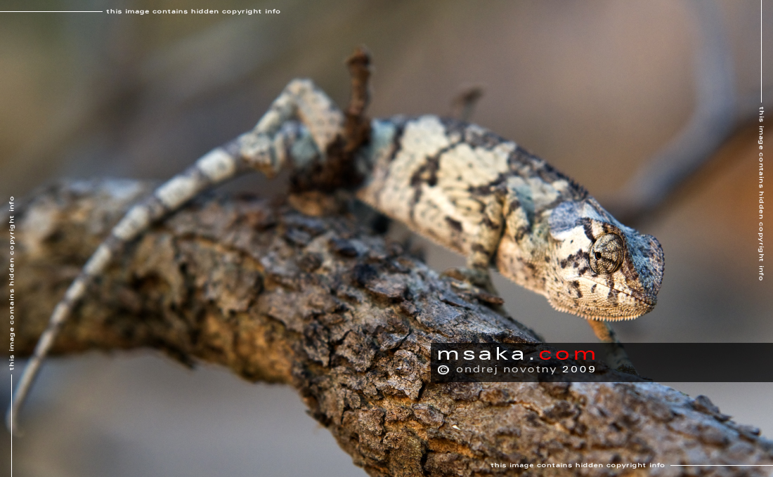 chameleon límcový jižní luangwa Zambie Chamaeleo dilepis - Afrika fototisky