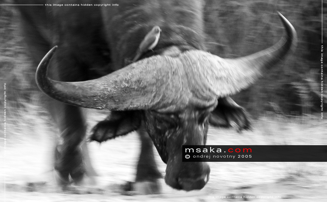 Útočící buvol, Samburu - Afrika fototisky