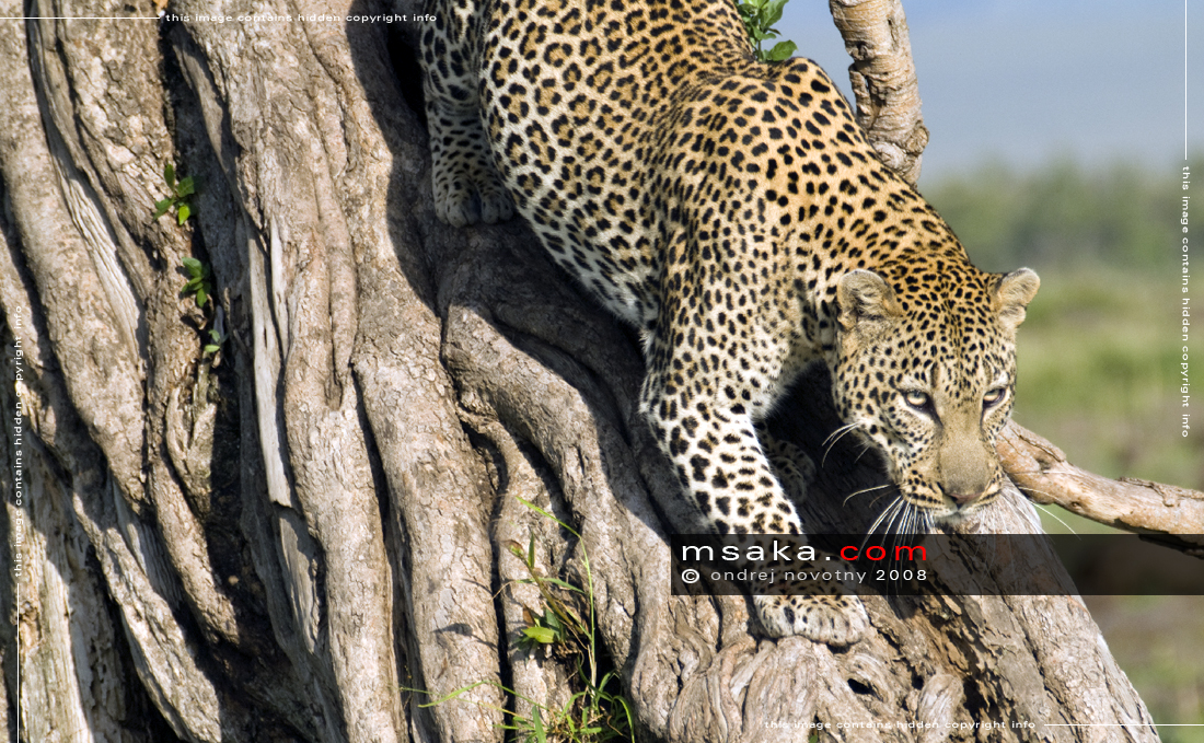 Levhart skvrnitý - Afrika fototisky