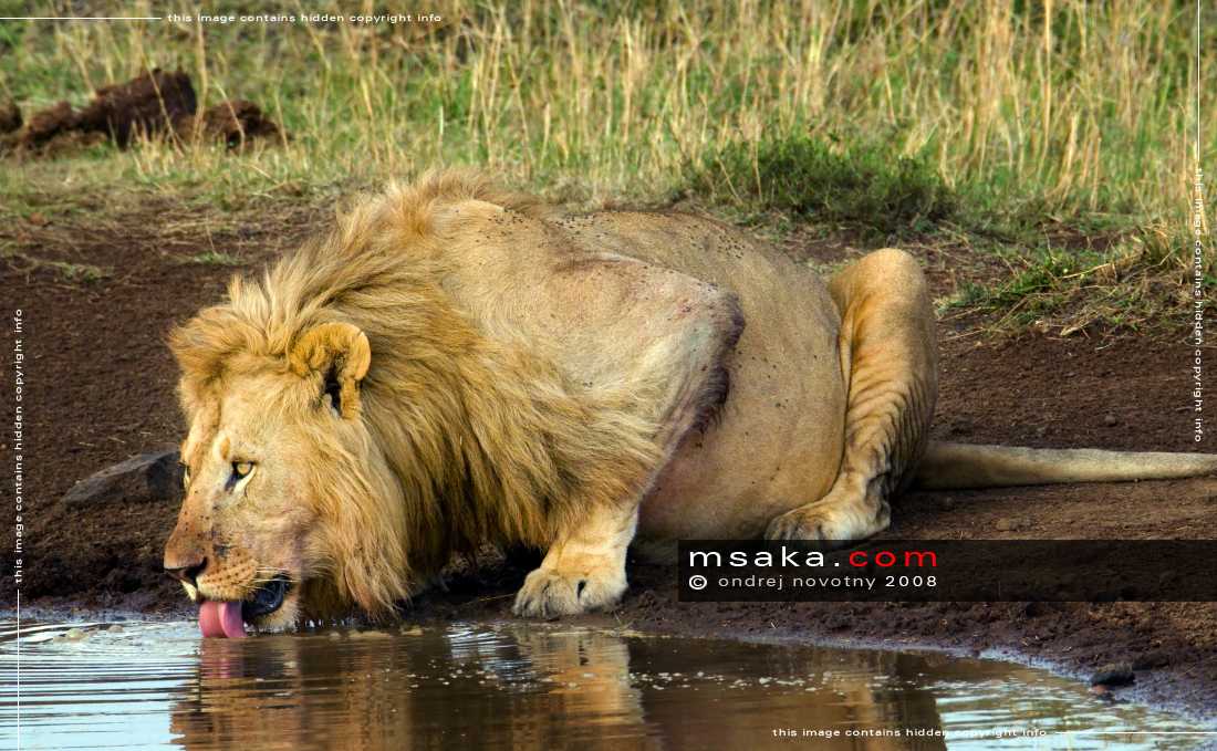 Lev u napajedla - Afrika fototisky
