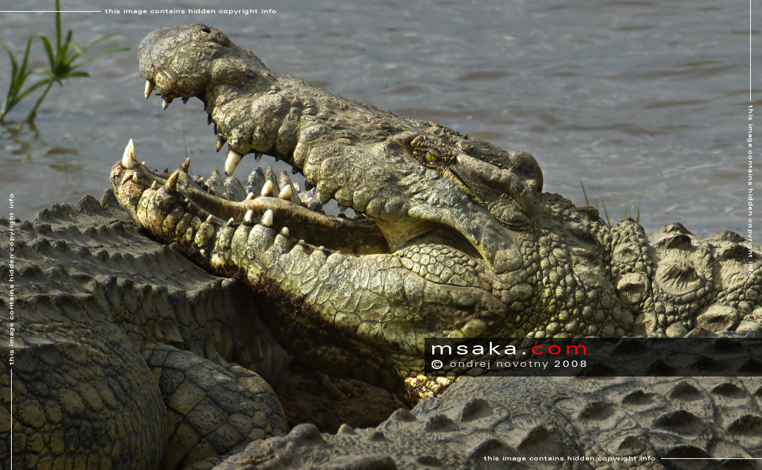 krokodýl nilský - Afrika fototisky