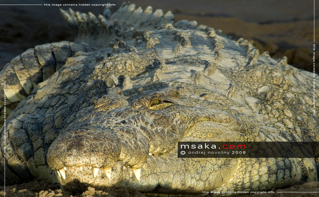 Odpočívající krokodýl - Afrika fototisky