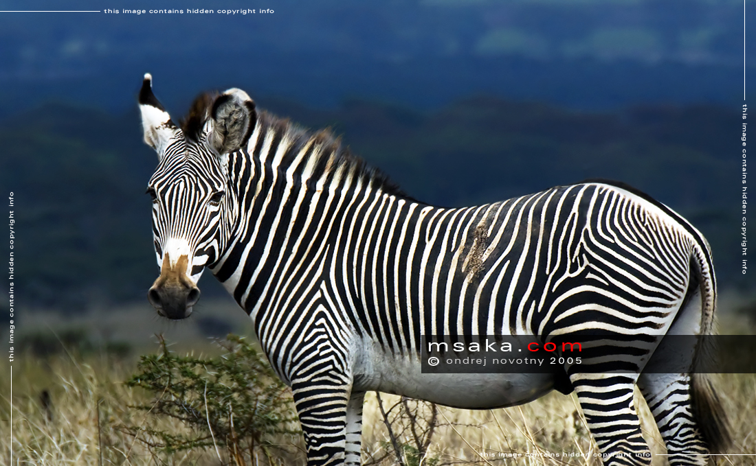 Vzácná zebra grévyho - Afrika fototisky