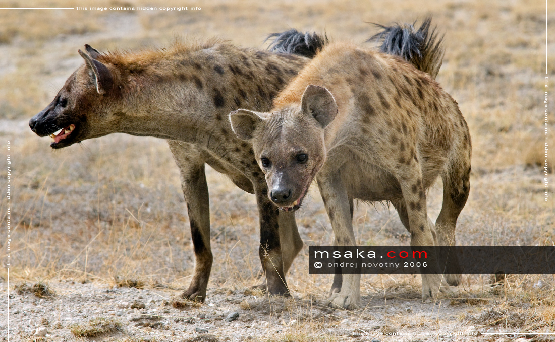 Hyeny... - Afrika fototisky