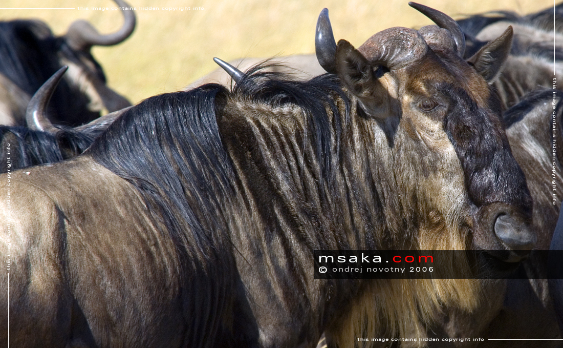 pakůň žíhaný masai mara keňa stádo connochaetes taurinus - Afrika fototisky