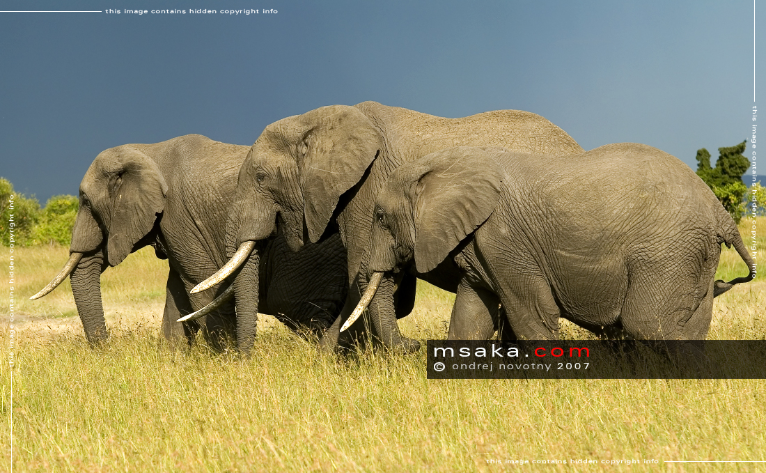 loxodonta africana slon africký skupina před bouřkou savana - Afrika fototisky