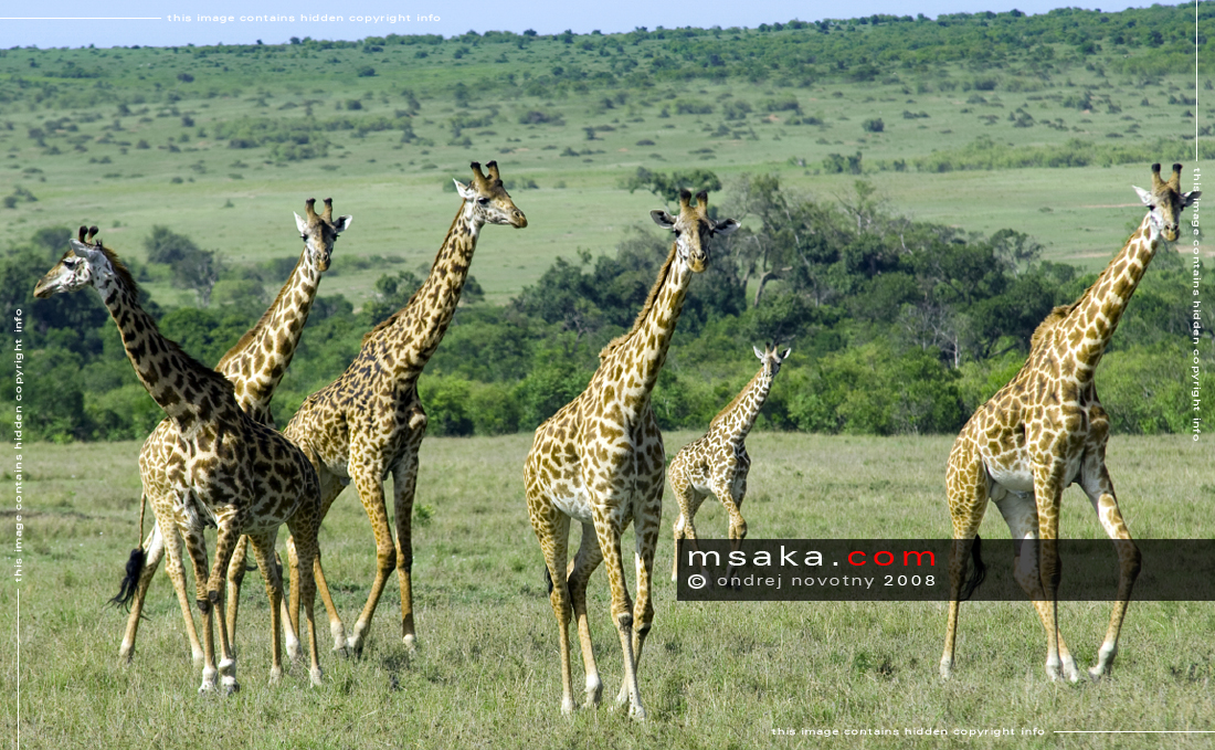 žirafa masajská stádo masai mara keňa savana giraffa camelopardalis tippelskirchi - Afrika fototisky