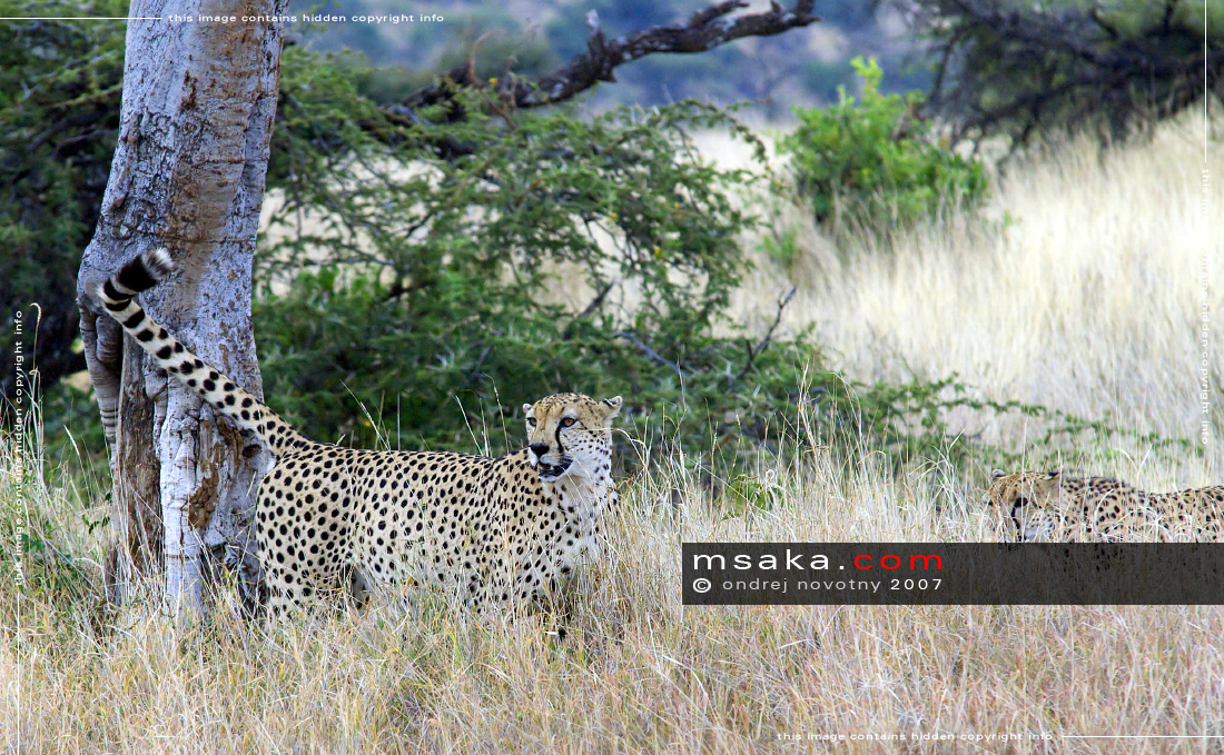 Gepardi z Lewa Dawns - Afrika fototisky