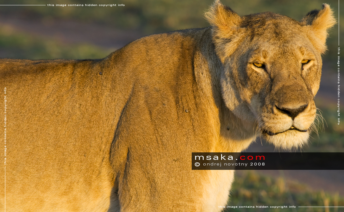 Obrovská lvice, Mara - Afrika fototisky