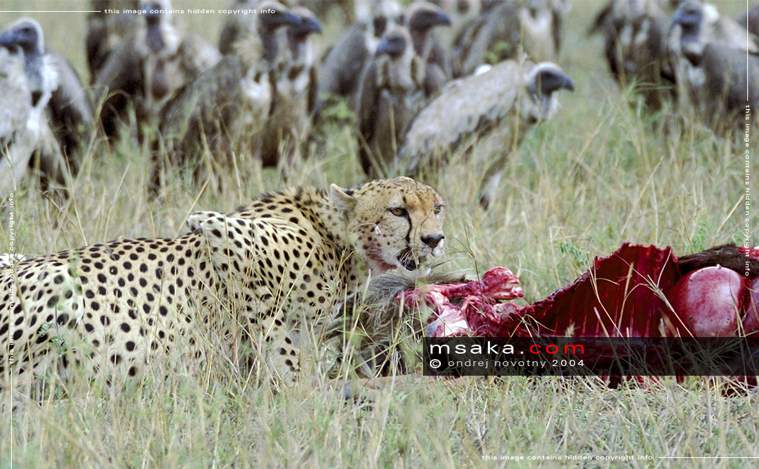 Gepard s čerstvým úlovkem - Afrika fototisky