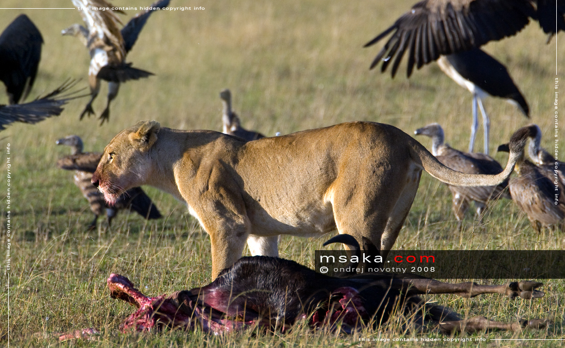Lvice brání kořist před supy - Afrika fototisky