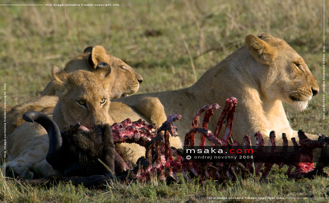 Lví smečka u snídaně, Mara - Afrika fototisky